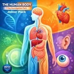 human body systems junior 7 day investigation